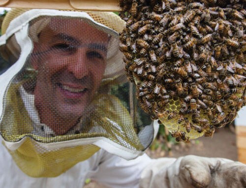 Beehive Heroes